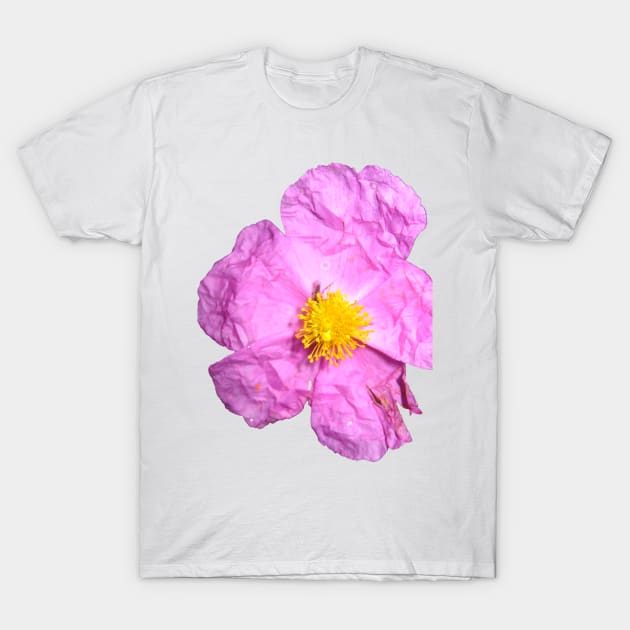 Himalayan blue poppy flower T-Shirt by stuartchard